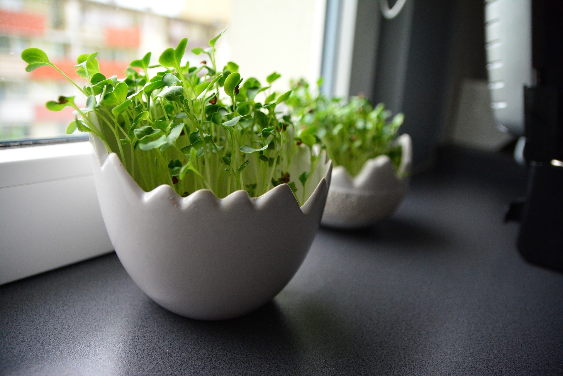 radish-4522767_1920 radish 4522767 1920